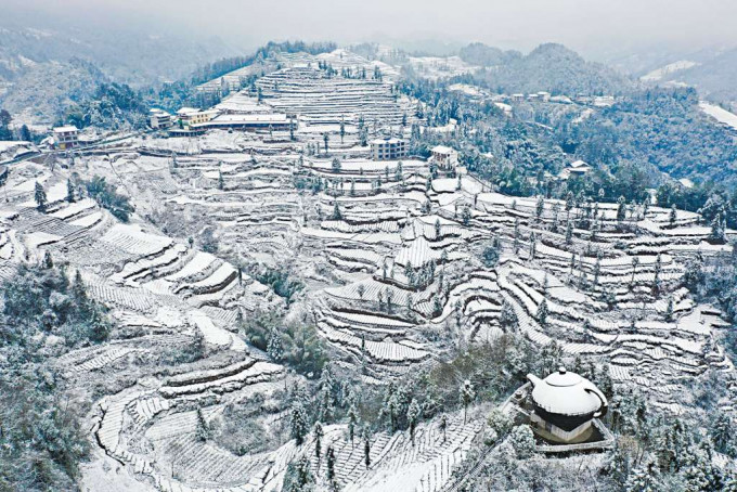 ■湖北恩施迎来降雪，茶园被白雪覆盖。