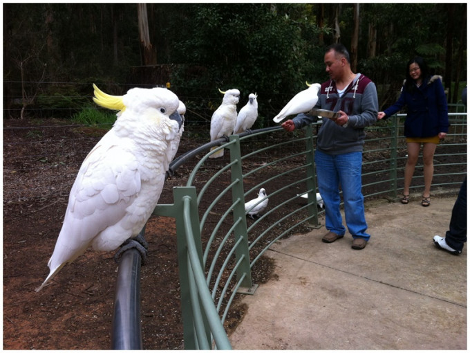 多数游客都会到丹农顿国家公园（Dandenong Ranges）喂鹦鹉。网图