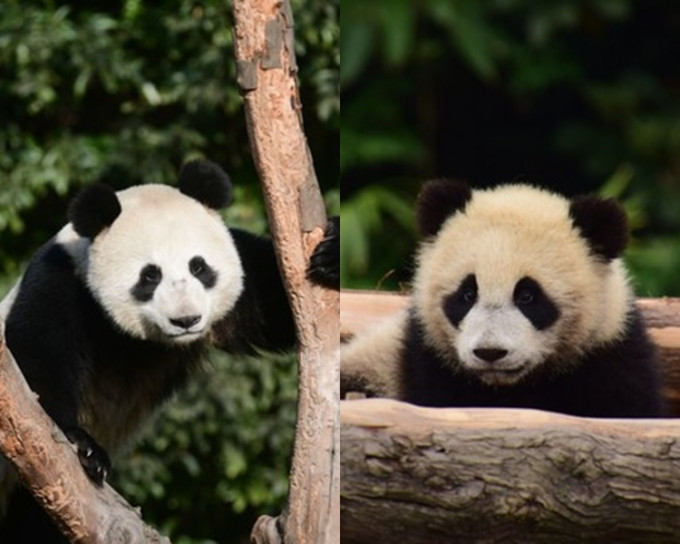 大熊貓「如意」(左)及「丁丁」(右)。網圖
