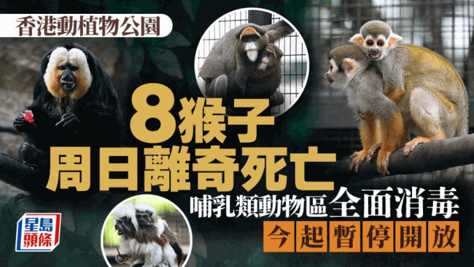 香港动植物公园8只猴子死亡，将解剖了解死因。香港动植物公园图片