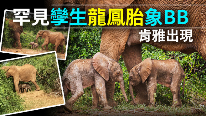 Save the Elephants Twitter相片
