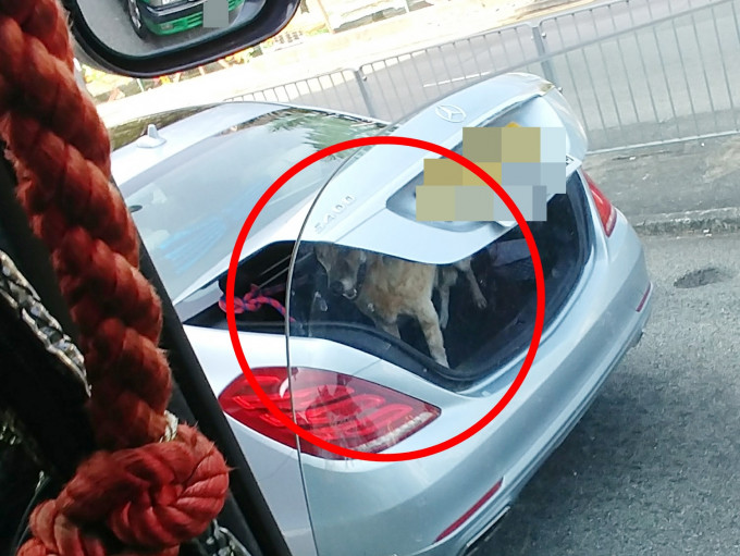一隻啡色狗狗被放置在私家車車輛的車尾箱內。「香港馬路的事，報料及言論自由討論區！」網民授權使用相片