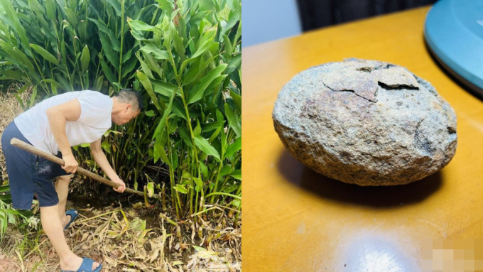 杭州一對夫婦偶然挖出恐龍蛋。網圖
