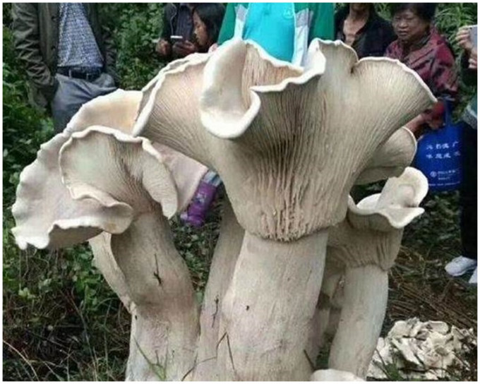 巨型野生蘑菇高78厘米。網上圖片