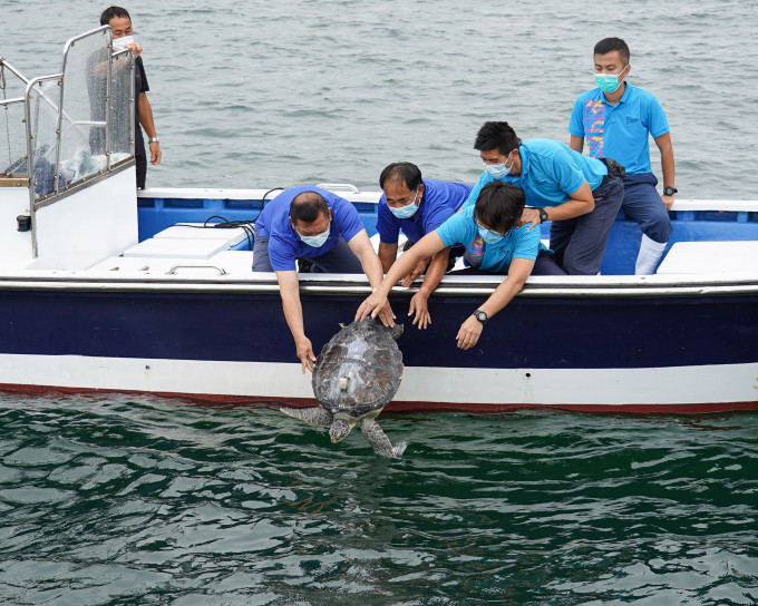 該隻今年1月4日在大嶼南水域獲救的綠海龜回歸大海。政府新聞處圖片