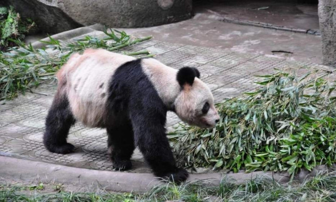 重庆动物园25岁大熊猫灵灵因肝硬化导致多器官衰竭，9月2日病逝。（网图）