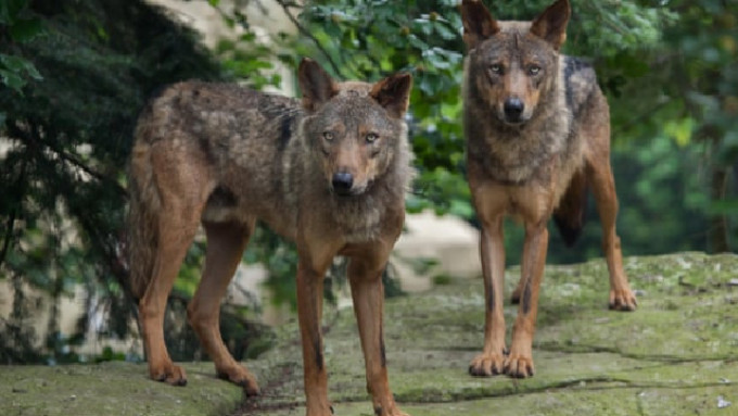 法國動物園多達9隻狼逃出圍欄。（示意圖）