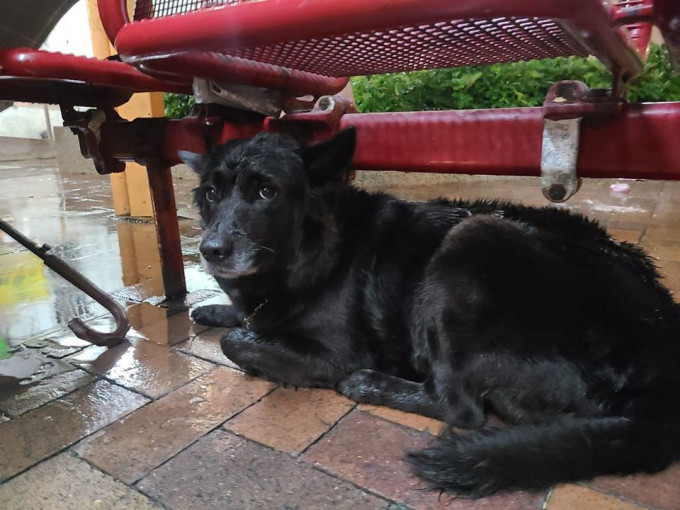 狗狗被綁椅子扶手淋雨。毛孩守護者FB