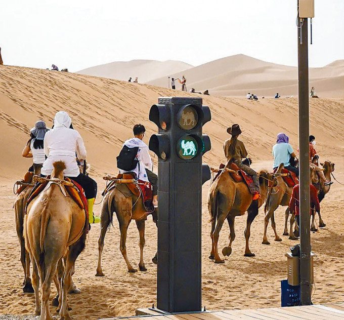 敦煌沙漠上的骆驼红绿灯。