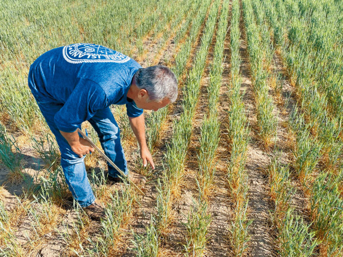 堪薩斯州農夫檢查受乾旱影響的小麥。