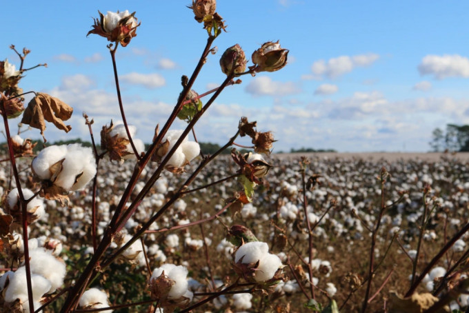 美國禁止從新疆生產建設兵團進口棉花。UNSPLASH圖片