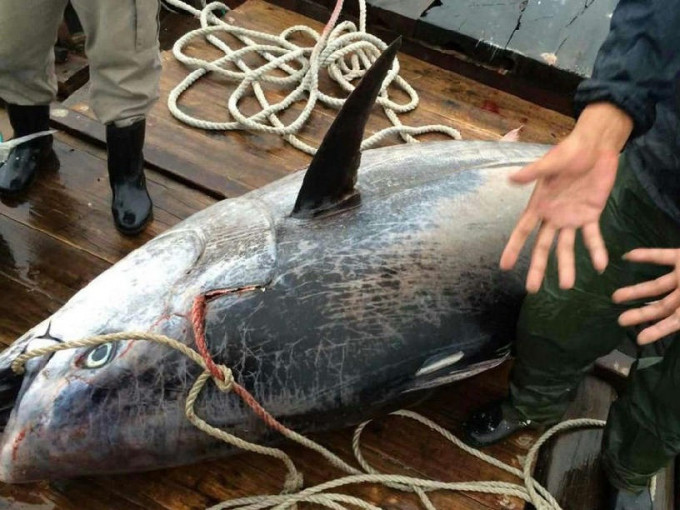 藍鰭吞拿魚屬「極危」物種。網圖