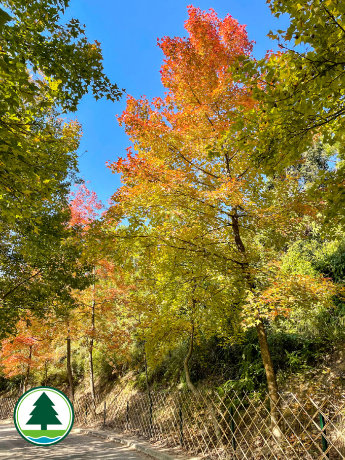 大欖郊野公園楓香林樹葉已經變黃。漁護署圖片