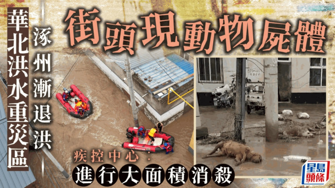 涿州水退，大街随处可见动物尸体。