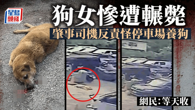 观塘彩兴路露天停车场发生辗死狗事件。fb：马路的事 (即时交通资讯台)