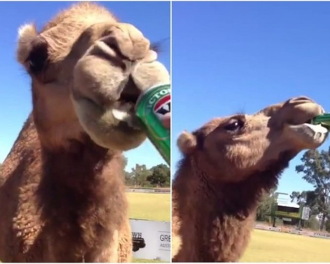 澳洲骆驼懂喝啤酒。网上图片