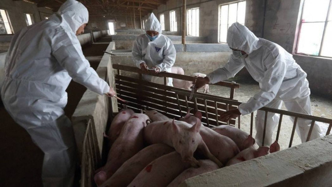 非洲猪瘟疫情在内地蔓延。