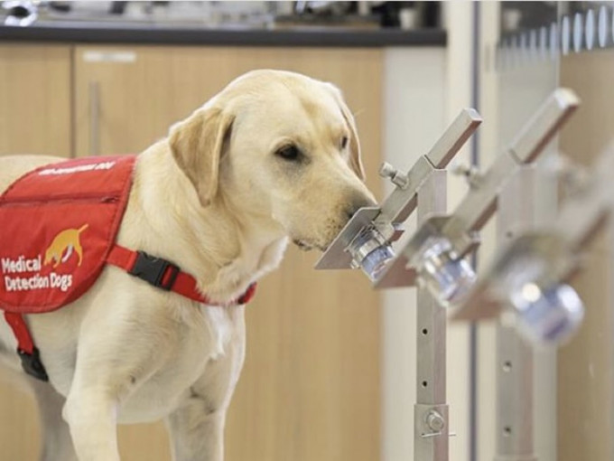 科研人员正研究利用狗只嗅觉侦测新冠肺炎病毒。twitter