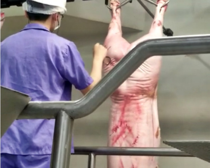 工作人員將豬隻吊起並做記號。影片截圖