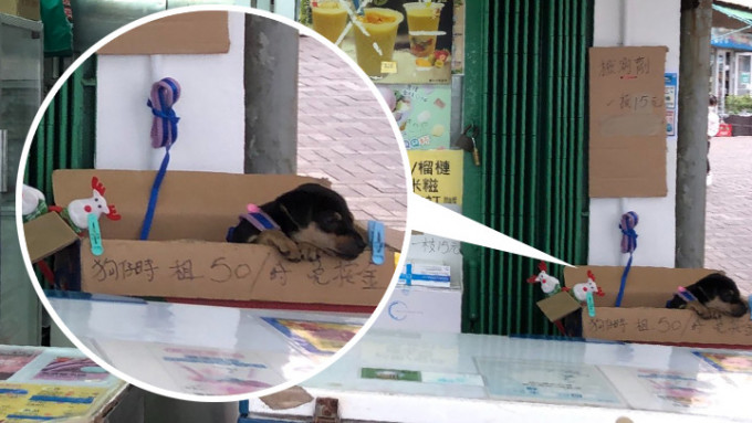 長洲有小食店聲稱以50元1小時出租狗仔。