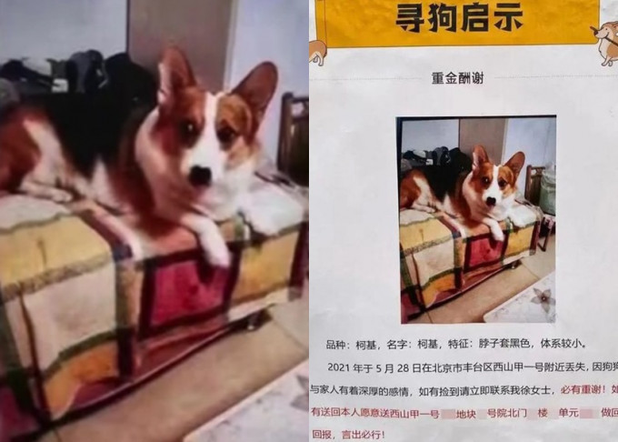北京狗主徐女士心急寻回爱犬，未有发现寻犬启事出错，结果深夜仍收到数百通报料电话。影片截图