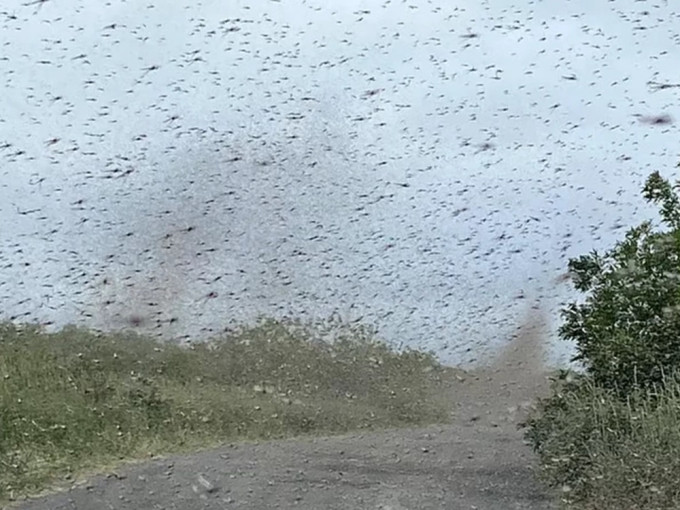 俄羅斯堪察加半島數以百萬計蚊子飛舞，如同龍捲風一樣。影片截圖