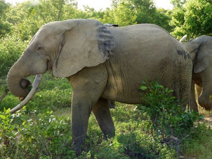 泰國北柳府野生動物園保護區80多隻大象無原故集體狂奔，3人不幸被踩死。　示意圖