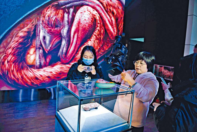■游客在福建的博物馆参观「英良贝贝」。