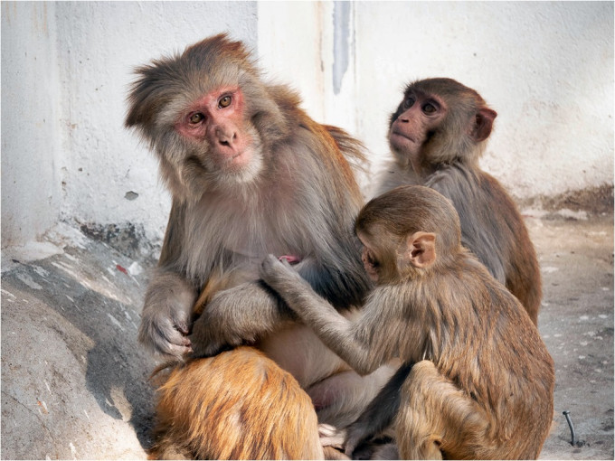 印度35隻猴子打架，不慎撞倒牆壁壓死2人。網上示意圖