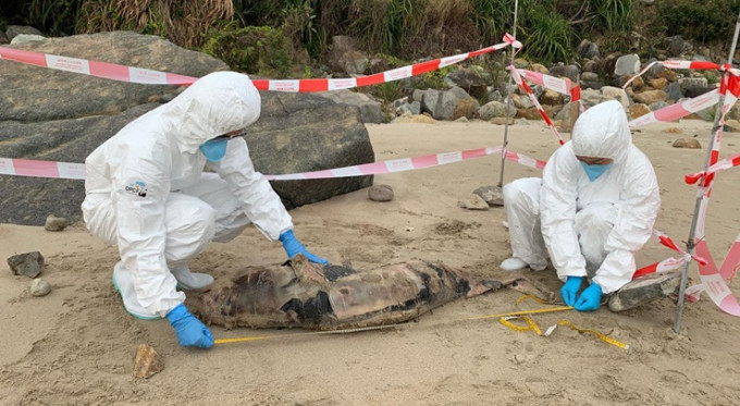 长沙泳滩发现搁浅江豚尸体。