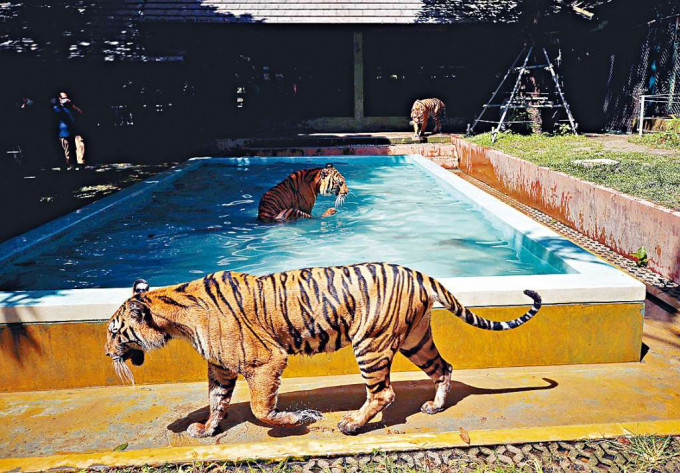 布吉老虎王国的老虎在嬉水。