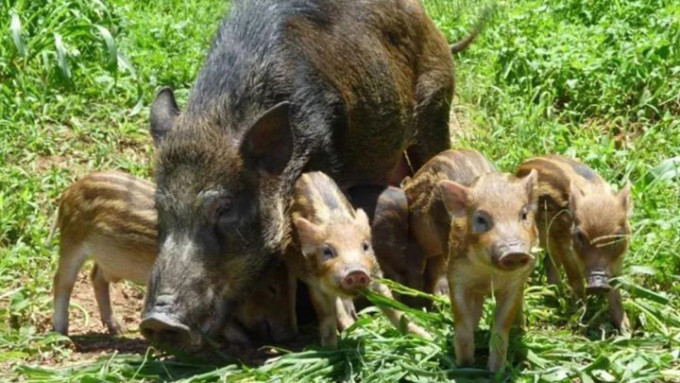 内地近日就陆生野生动物名录发布徵求意见稿，其中被列入《国家保护的有益的或者有重要经济、科学研究价值的陆生野生动物名录》的野猪，在徵求意见稿中已被删除。