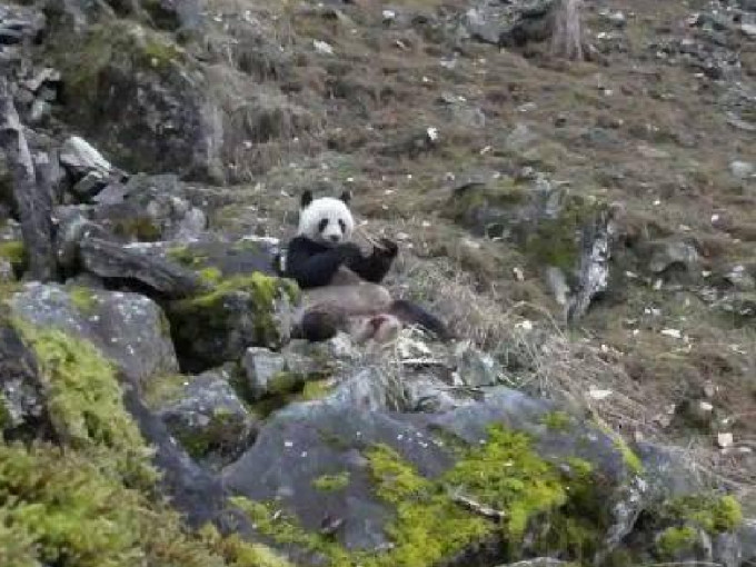 陕西巡护员拍下野生熊猫啃食骨头的照片。（网上图片）