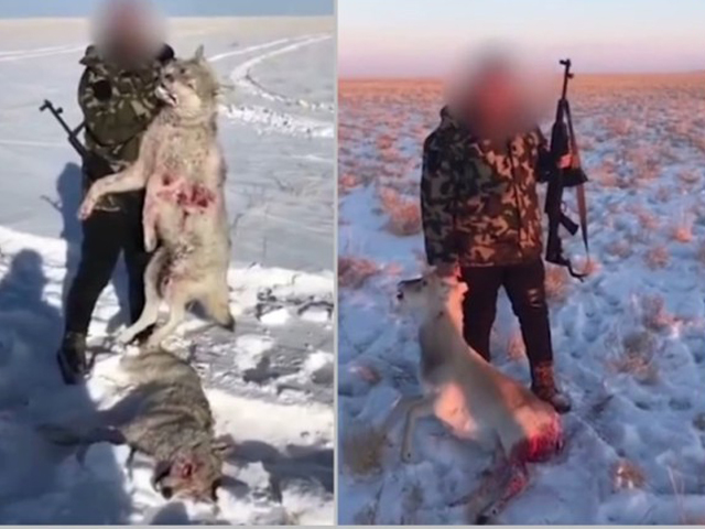 片中持槍男子揪起被擊斃疑似雪狼及普氏原羚的屍體，指片炫耀。網上圖片