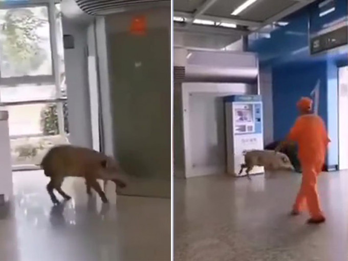 有一隻體重達60公斤的野豬闖入南京站，被工作人員驅趕後逃之夭夭。（網圖）