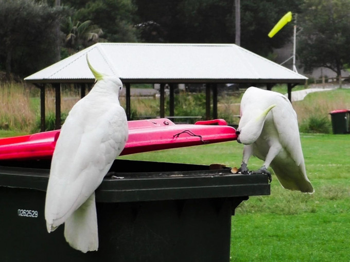 研究指澳洲鹦鹉懂得互相学习打开垃圾桶盖觅食。网图