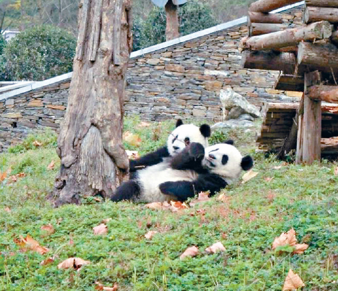 大熊猫「盈盈」和「乐乐」。 资料图片