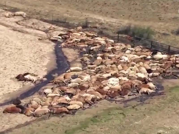 極端暴雨成災令洪水氾濫，令近50萬隻牛死亡。（網圖）