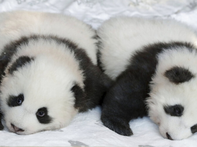 大熊貓雙胞胎分別叫「夢想」及「夢圓」。AP