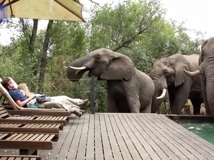 天氣炎熱，三隻大象忽然現身喝泳池水，南非一對正在曬日光浴的夫妻遊客嚇得不敢動。（網圖）