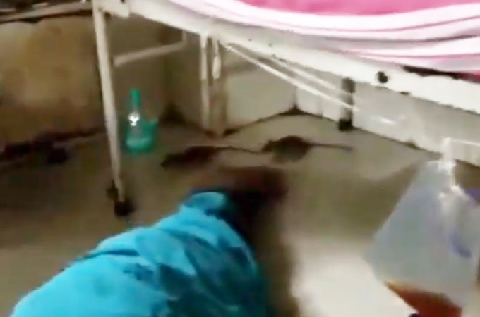 老鼠出现医院的仪器上和床头。影片截图