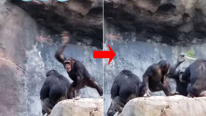 小猩猩向游客扔石头被大猩猩树枝狂殴教训。
