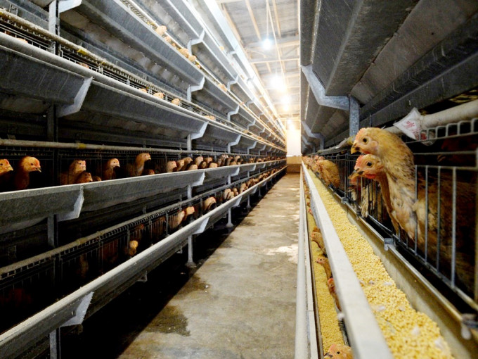 香港暂停进口部分禽类产品。资料图片