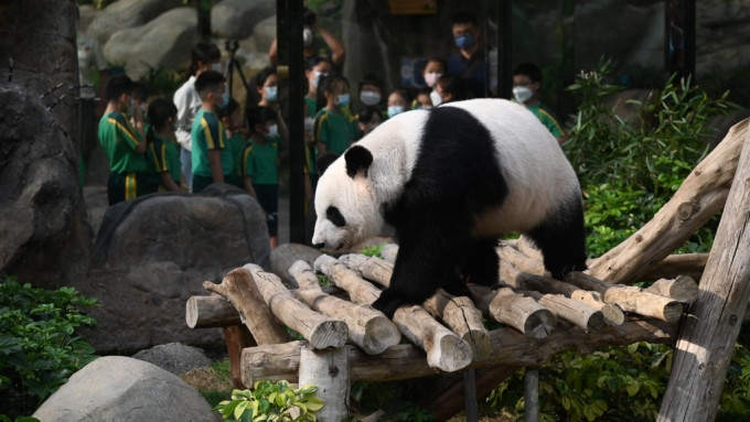 立法会议员陈勇表示，对中央赠予大熊猫越来越有信心，希望能在国庆前成事。资料图片
