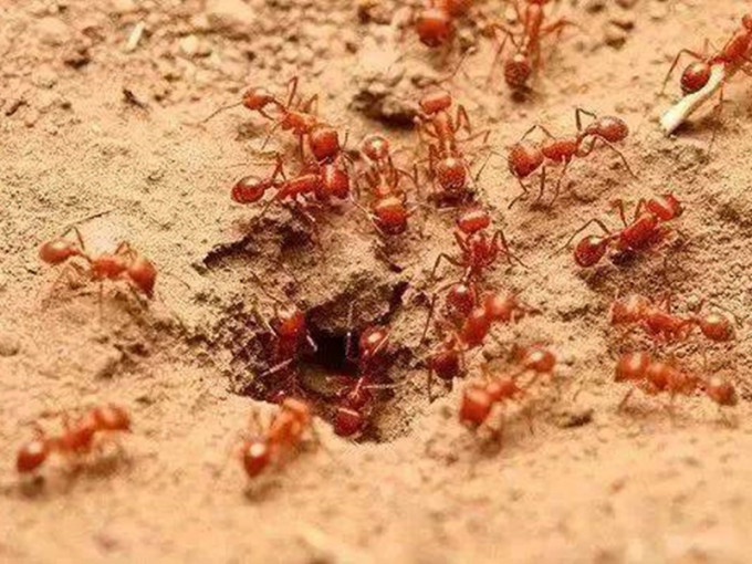 红火蚁扩散速度惊人。网图
