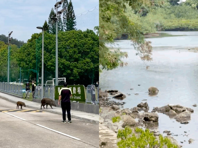 2只野猪于北潭涌渡假营出没，职员报警。香港突发事故报料区FB图片及影片截图。