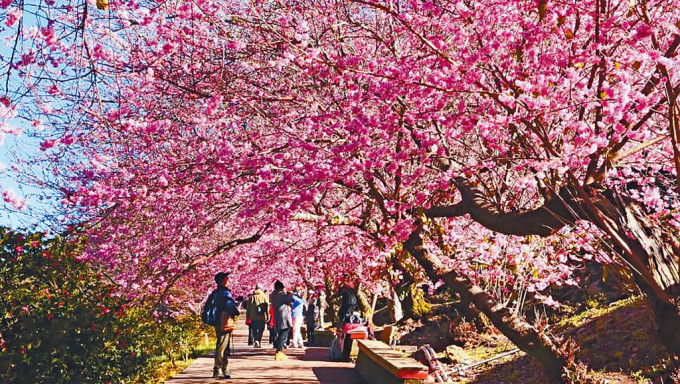旅游达人项明生表示，台中的武陵农场是全台最大赏樱景点。