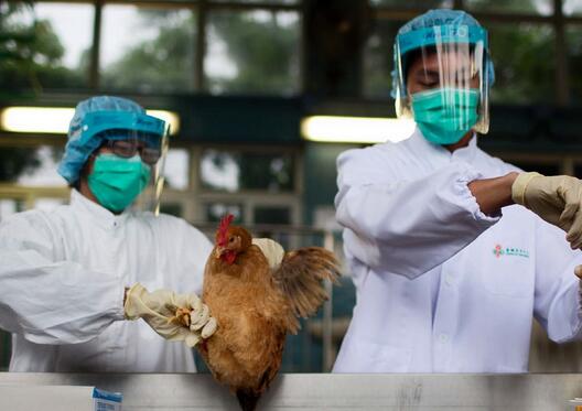 中國疾控中心呼籲市民盡量避免去活禽市場或攤檔。人民網