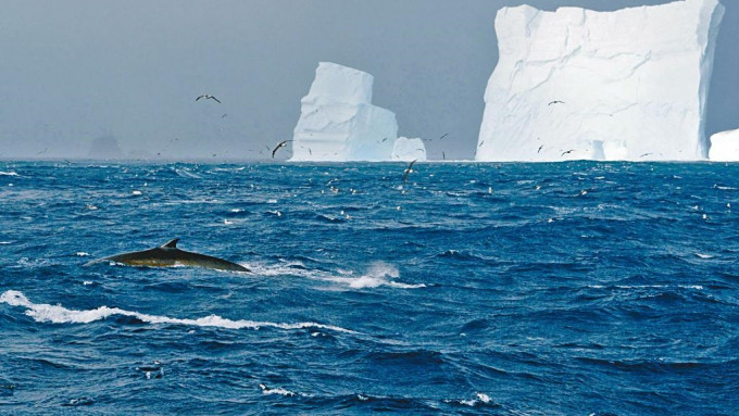 大量长须鲸已重返南极附近的世代觅食区，多达150条。