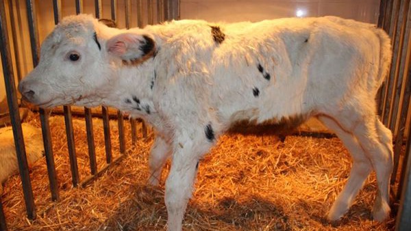 体细胞复制超级奶牛在灵武市出生。 网上图片
